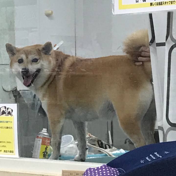 72733473 6d23 4f8f 9df1 d56501be4470 1509799901737