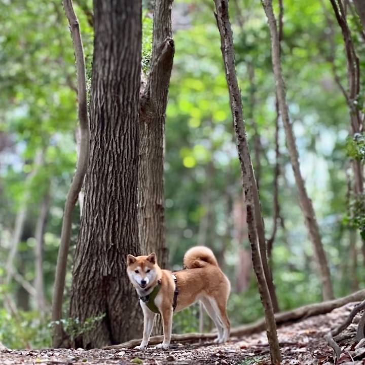 72754d62 243d 4532 ae8c 613d37abdc82 1647683746964