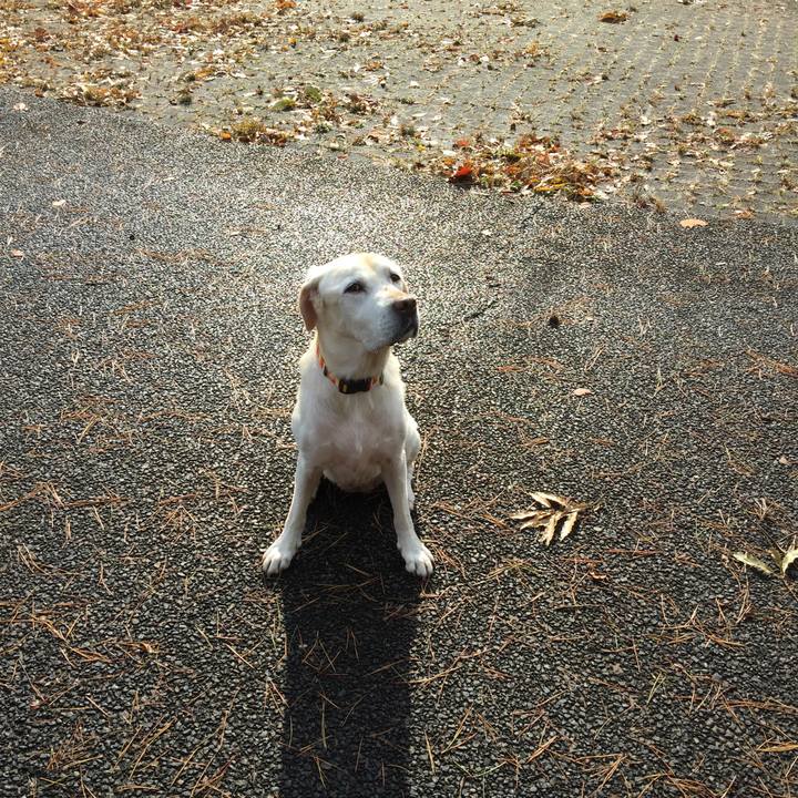 7277bdf1 1101 43b9 901d dd96db62c364 1509879509101