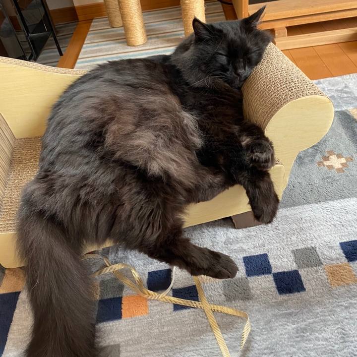 727b0329 a03e 4c3e b52c dfda003d9d33 1591590611667