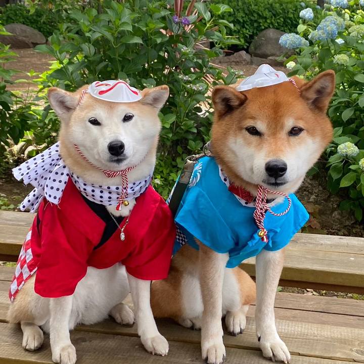 727b1d0f f82c 46da b33f 4de4e42a6fc9 1685417254109