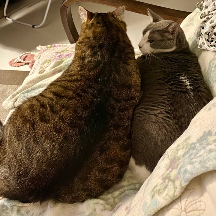 727cf232 d609 4498 aabc 6c9c2c81008c 1758456756263