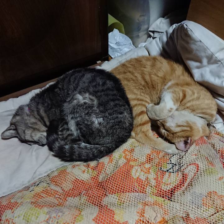 727d0c6f 2a09 41a9 bdc3 607b3e7b33f4 1591536791749