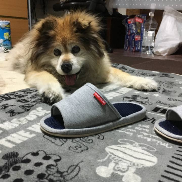 727f23a0 2499 475d 8a7b c3e41c8e3758 1576930907681