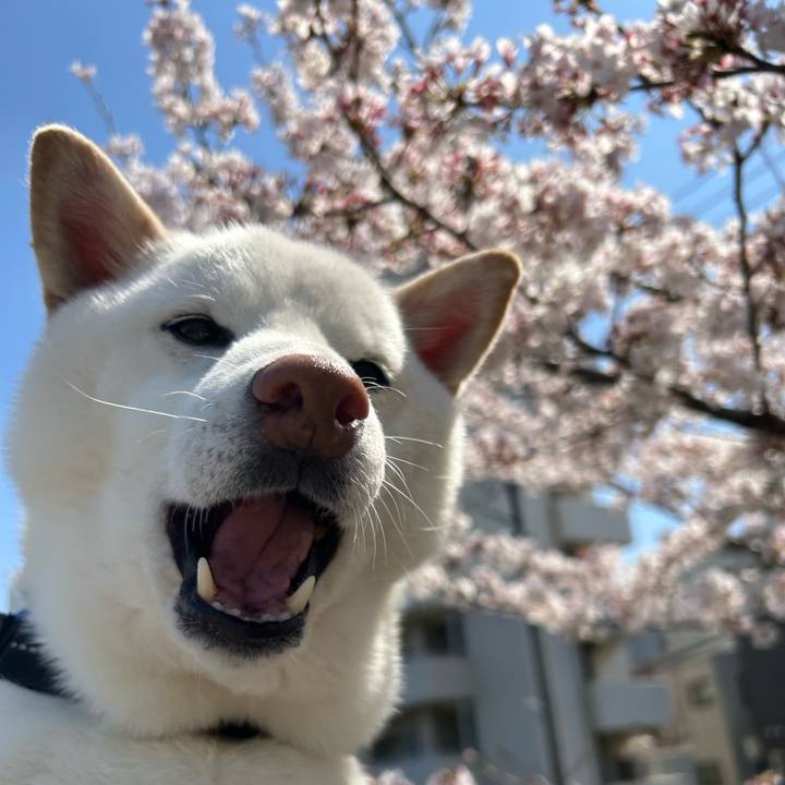 728277a2 3f0d 476b ac40 efe6637b2f3b 1680321266810