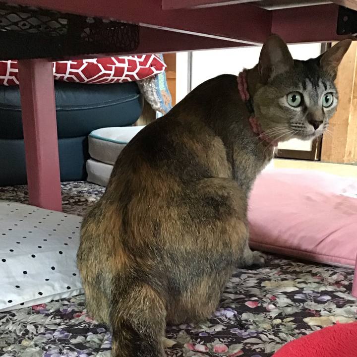 7283e72f 3303 4a0f 97d4 0c103ddda961 1591769887543