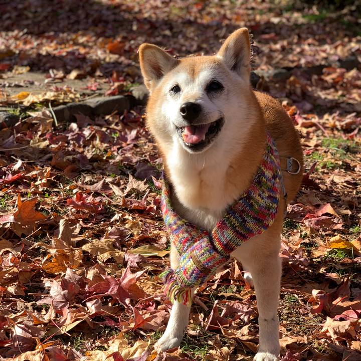 7284ed86 0189 41c6 bb0b ab9a3a85c5d5 1573800304514