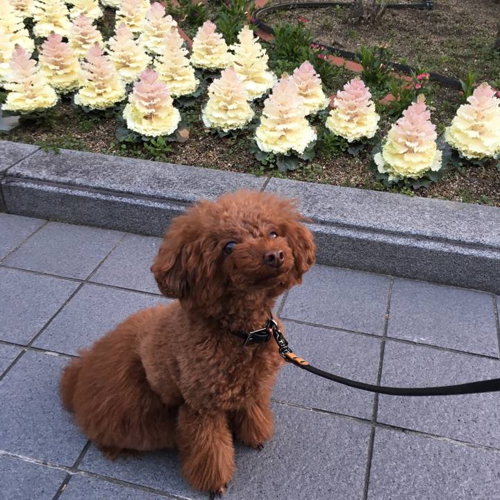 7284f7cb e82f 4f99 a8dd 50c15e16863f 1520912981219