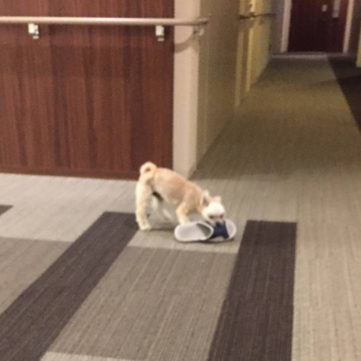 728517a1 564e 4ff6 b2b8 e64345e27c2b 1561718540711