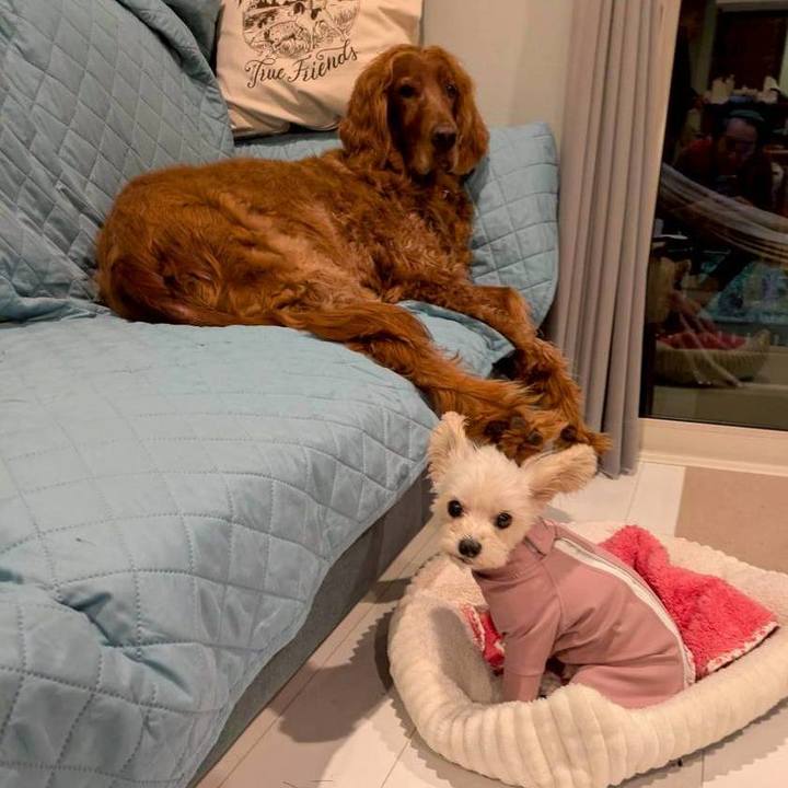 728af5fd ef51 4476 affc 8b2d50431822 1762068306977