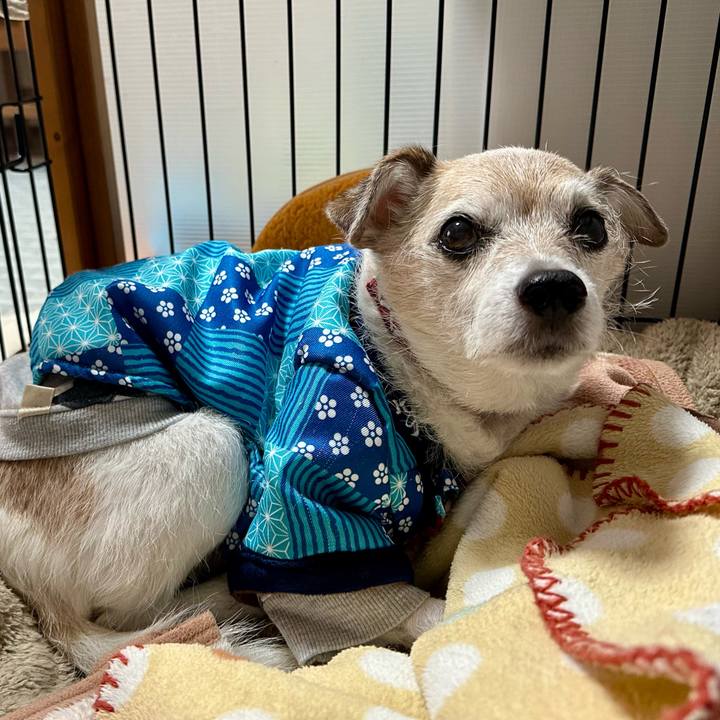 728c71df 631c 482f a029 f6c4e16ad974 1733873415041