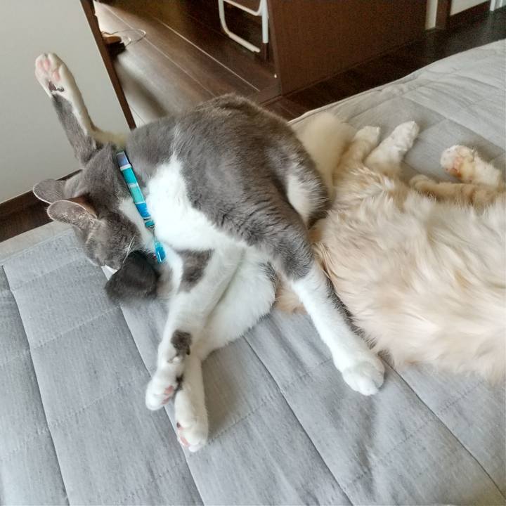 728ceb72 02aa 4c8d b4ce 069efea1c389 1620528830225