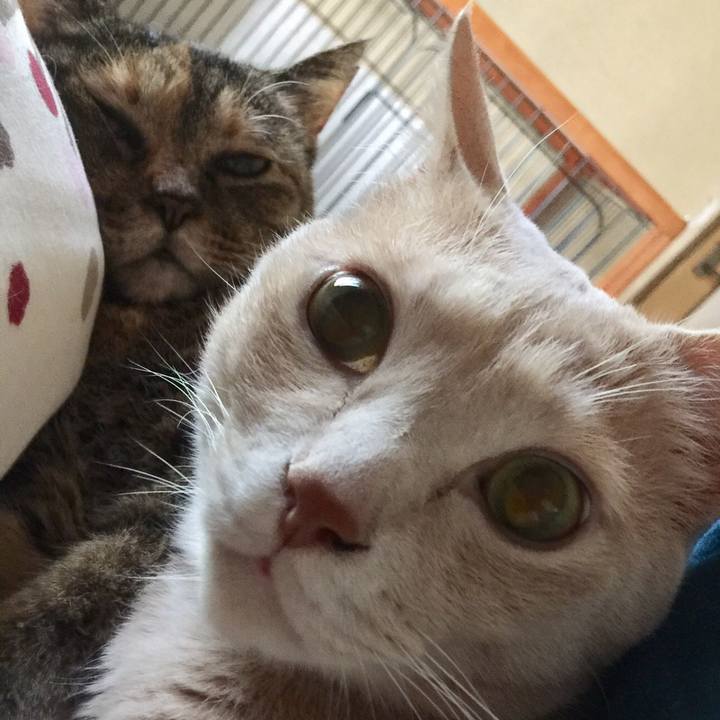 728d557f 6536 4c91 b650 1f404d2385ae 1558386118846