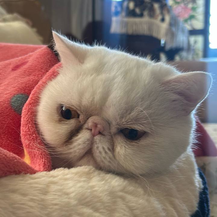 728efb9e 7898 4761 b9d2 85645bdb72ac 1767501632524