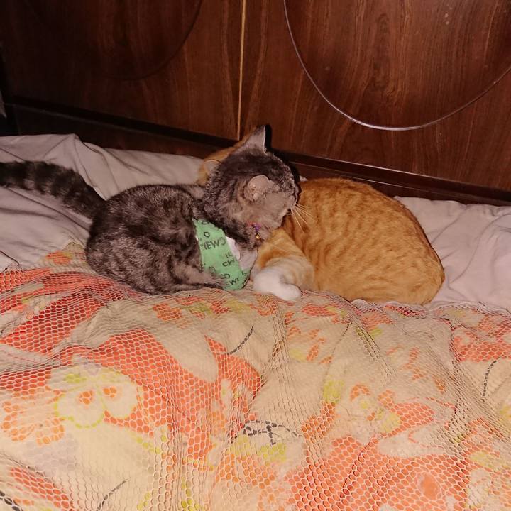 728f8a39 3e03 4ca2 a4e5 0db095ebb5de 1587569299819