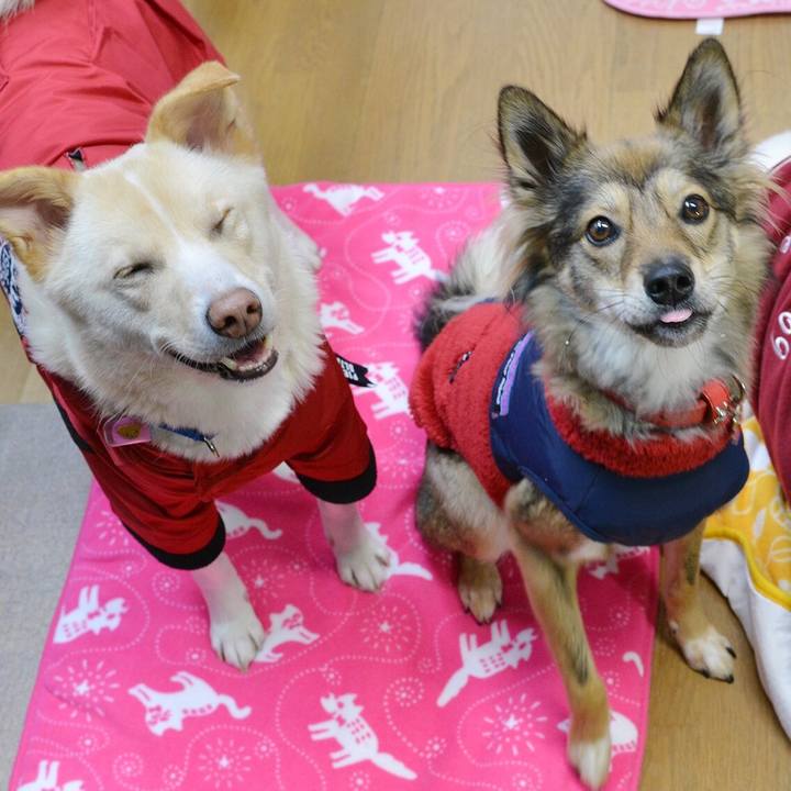 729237b2 e4bf 4093 a1b8 25e0297073b7 1545740509588