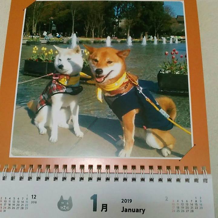 72932a9f aa4b 46e0 b3ed 7427caa9da2c 1546353559333