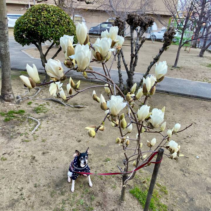 7296ca74 ffb1 45b7 a54c cf400a38665d 1583895222357