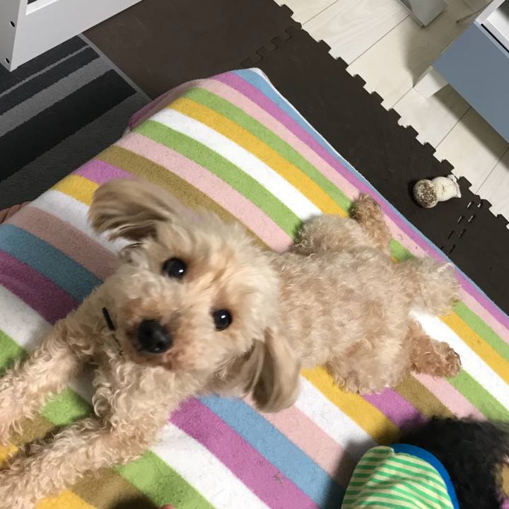 72979f6c 4585 403d 8f9b bb001b1d3275 1527039733147