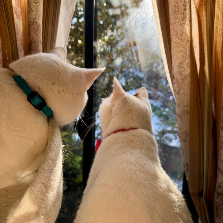 72988730 9ff8 4c16 84fd 392308c2bc2f 1767412408961