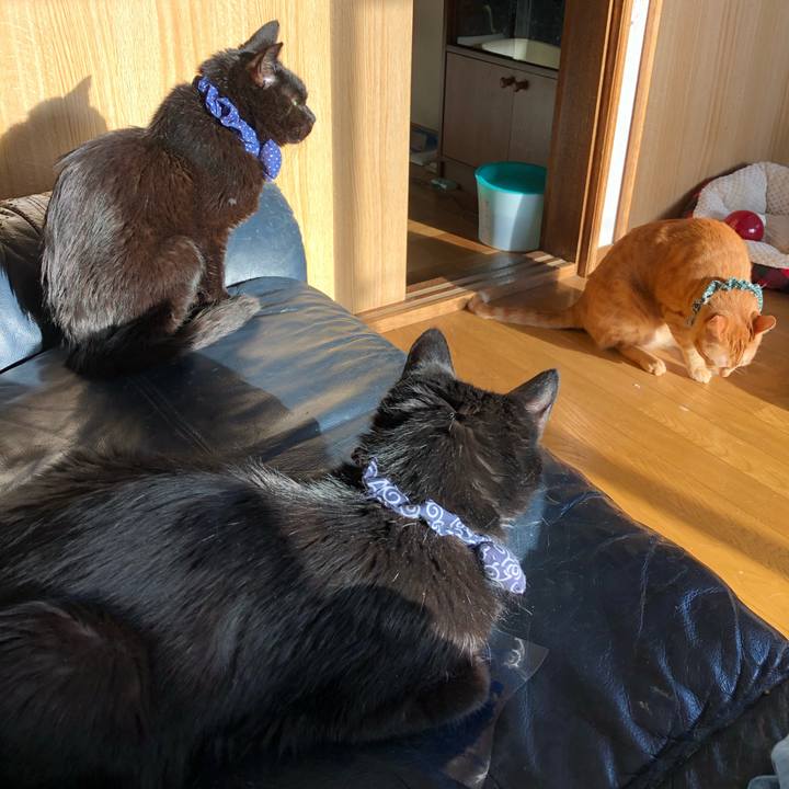 7299fb80 9ad4 454e a756 1a47602f75c9 1555881656836