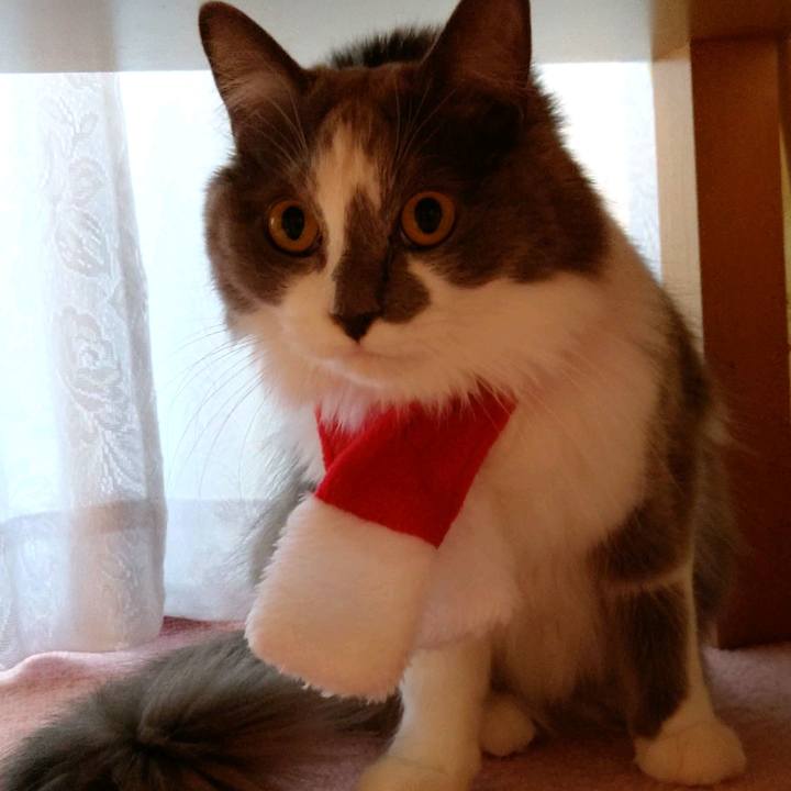 729d55bc 232a 41ff b45a b6bf4439535f 1606550978415