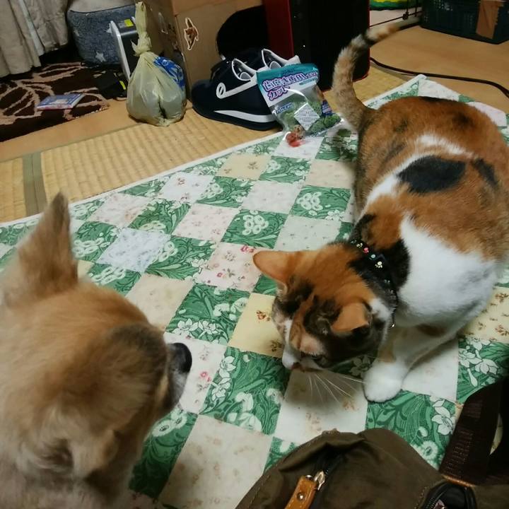 729da97a 1774 4876 a802 1ef2d5f15c23 1542020384779