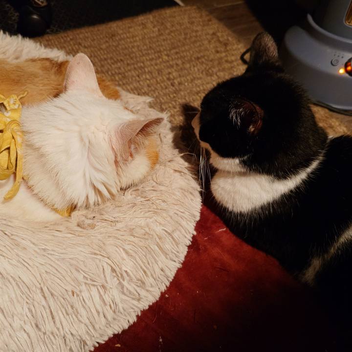 729ea73a 7b2c 41bf 96fa 490123900a86 1764853359501