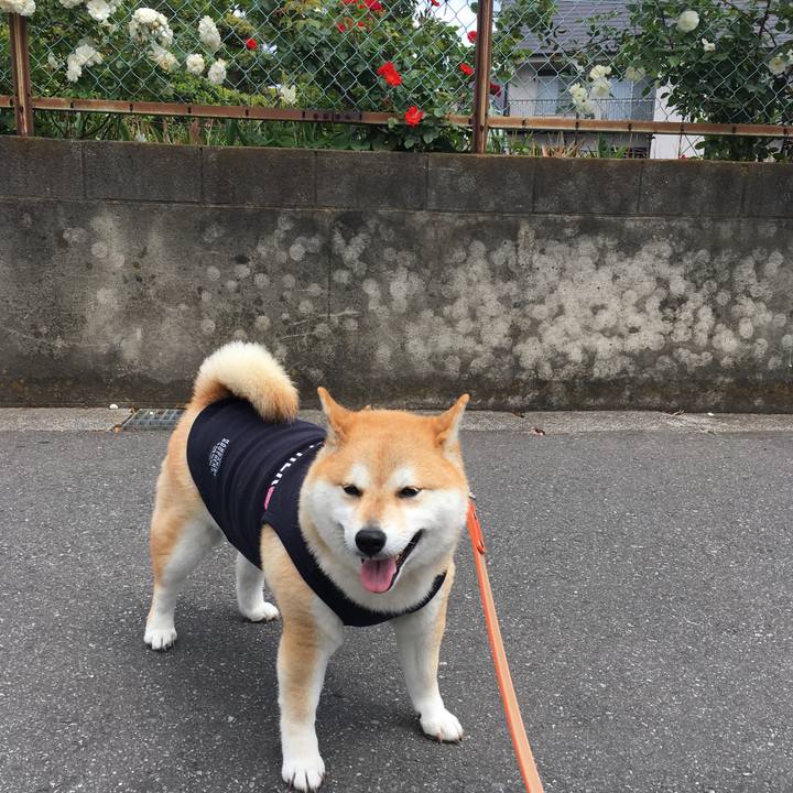 72a4d685 dcf6 48a1 952c 324d66a79bab 1557716597945