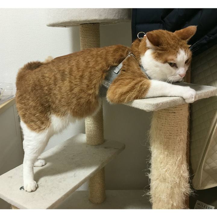 72a9aefd b8ca 496a a4af 960d74ee3938 1544963032394