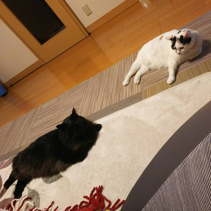 72ab6723 a9f7 4611 9a31 ee0b411b8c6f 1542332946623