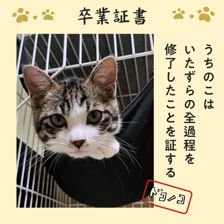 72addf1f 0520 4403 bea7 90ab1641510c 1771826183302