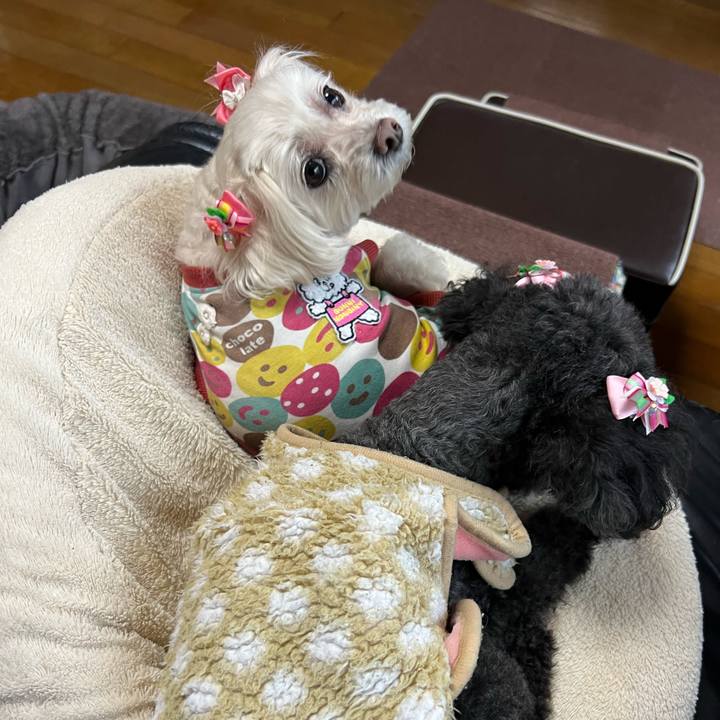 72af4425 98a1 41c9 8253 a76dfa9ee92d 1770712284658