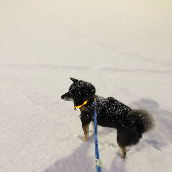 72b0d4ef 90ad 4dee a81f 50e9da7c8893 1551132545179