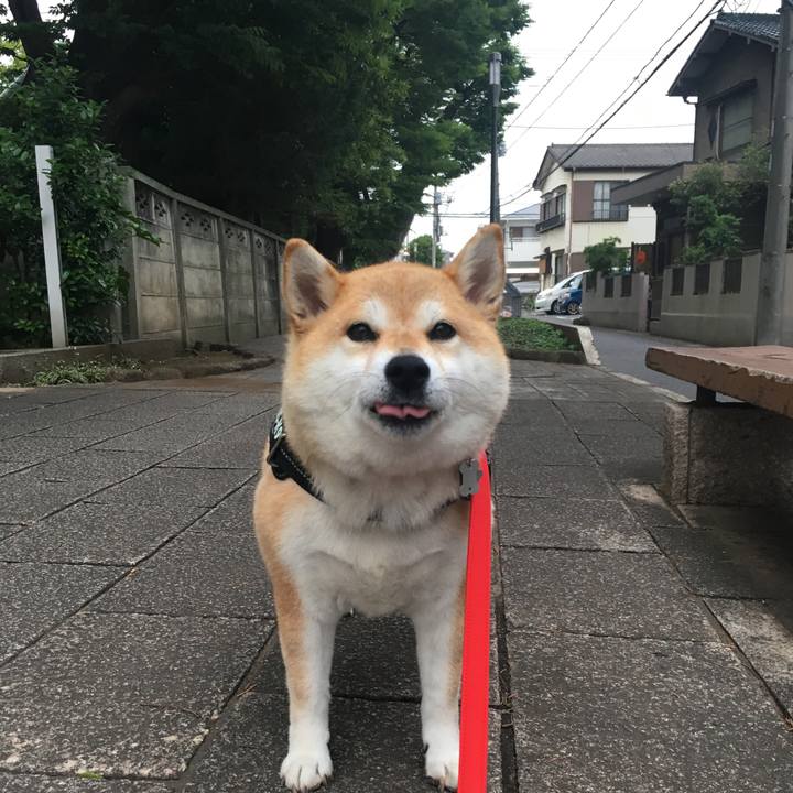 72b4d1c4 b658 49f9 9a43 5d804e52699b 1561283628004