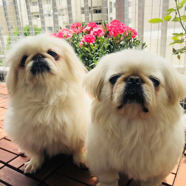 72b5d26f b47f 4f12 b688 19ddeaf96b1d 1558247583959