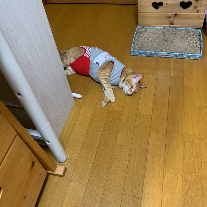 72b7bbae 1e31 48a4 bb8c ebf3c45cc4ad 1598786027328