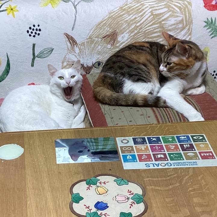 72bc969c c34f 4114 b39b 5bb253e46ed9 1669609455348