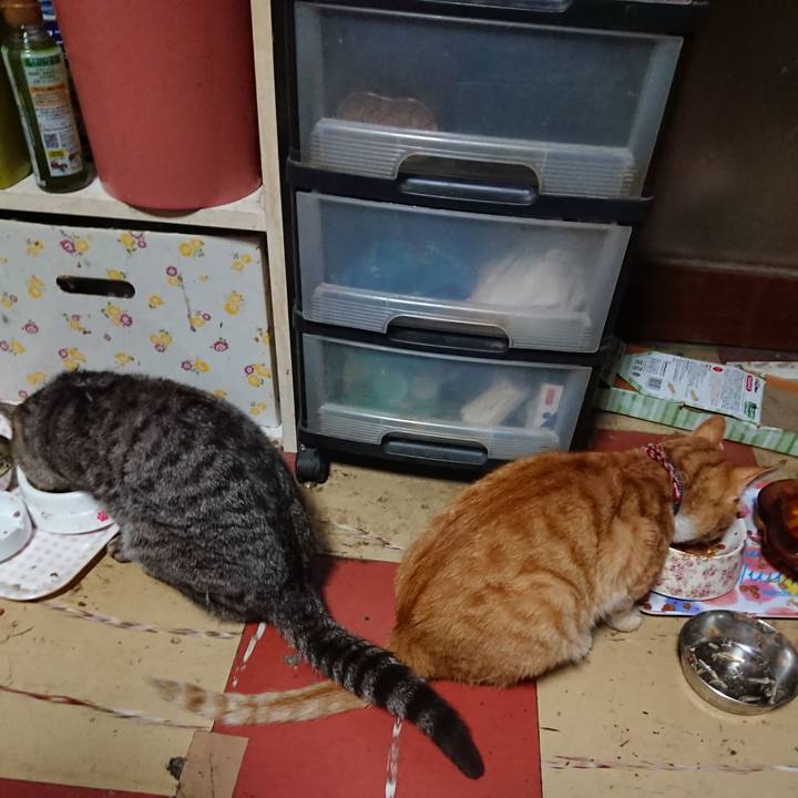 72bd3a88 6ffe 4f7c ba4f 499398f380d9 1562096684252