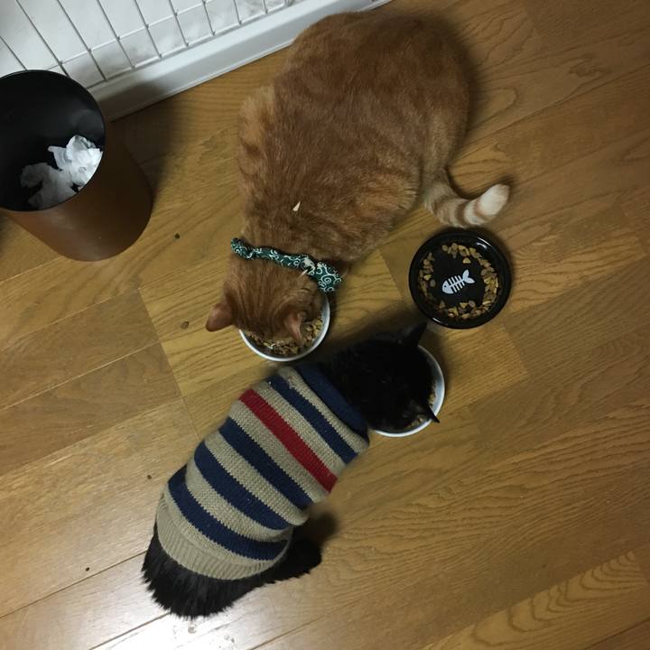 72bece78 2cb1 4fc7 b5c8 2ab0bafcf422 1549402337461