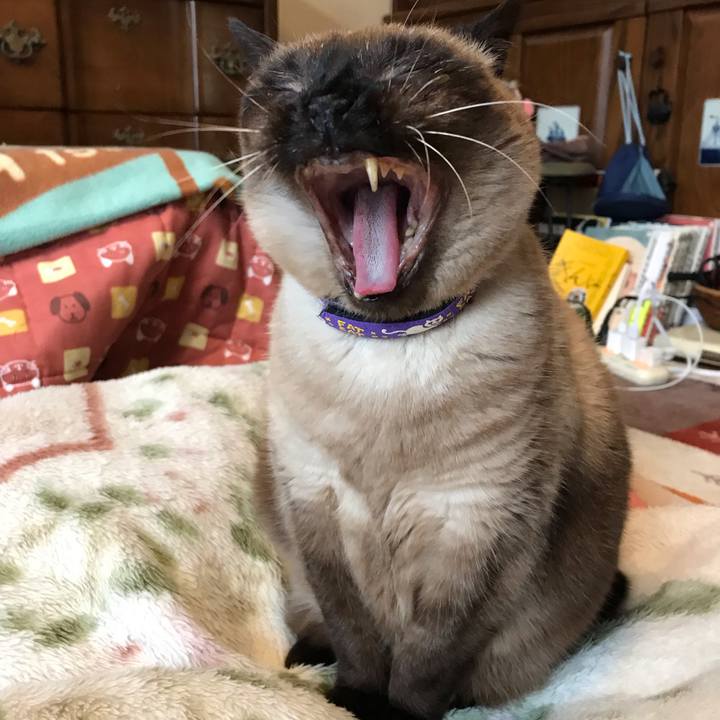 72c071aa f350 44cd b958 bc17fb0ec157 1548086341617