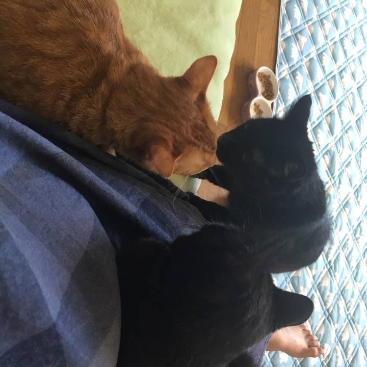 72c0dc16 a081 4e5e 96b8 b7eb95f9ca14 1533428567101