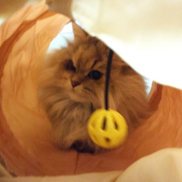 72c14786 9245 4985 83c7 f5a9316dccfa 1607765497134