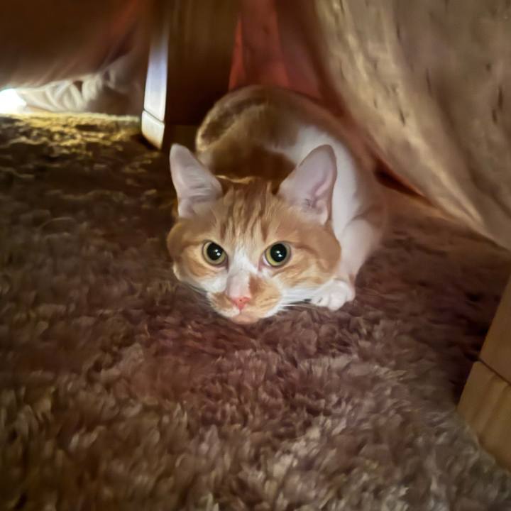 72c32abc 25ec 444e 8dad 809bae528771 1762377384435