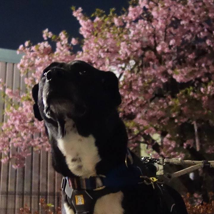 72c4ba6d cd7f 40ac 8af1 c2bc4109f71b 1647255713151