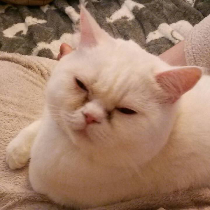 72c72ad3 f9cc 42f2 b76a 8c670024970f 1523155275152