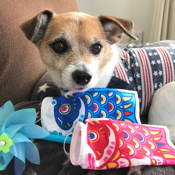 72c80799 db7b 4322 9ee9 5995bf5214f3 1588645806097