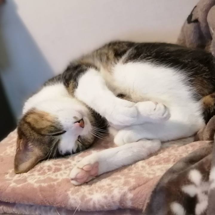 72c8caf1 45d4 4784 89fe 219782b4d6d5 1603543486848