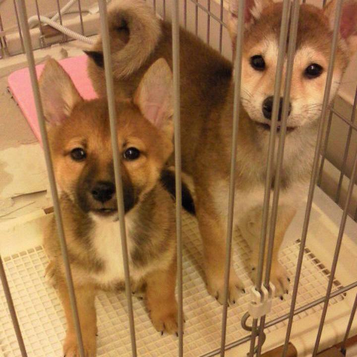 72c98b6b 08ff 42c6 8c57 2d013ebc0a85 1558611037787