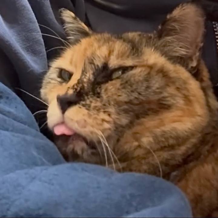 72c9eacd 79e8 4f72 bd98 340b74879a3f 1774865084439